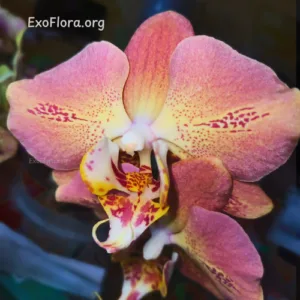 Phal. Leco Fantastic 'Ll045-2' 2.5"