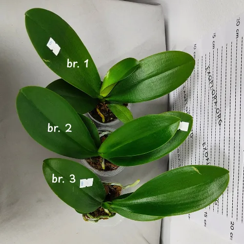 Phal. Younghome Victory Star 2.5" Flower Diameter: 10 cm - Слика 5