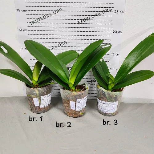 Phal. Younghome Victory Star 2.5" Flower Diameter: 10 cm - Слика 7