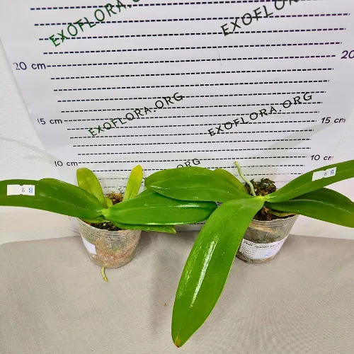 Phal. mannii var. black × sib 2.5" - Слика 8