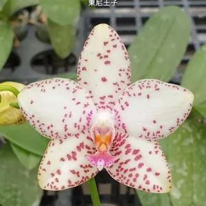 Phal. Brother Prince 'Hai Tony' 2.5"