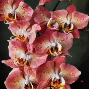 Phal. Leco Fantastic 'Ll045-2' 2.5"