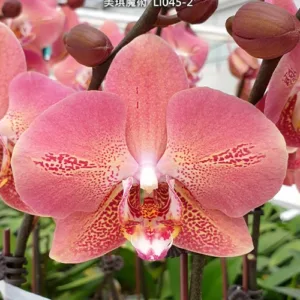 Phal. Leco Fantastic 'Ll045-2' 2.5"