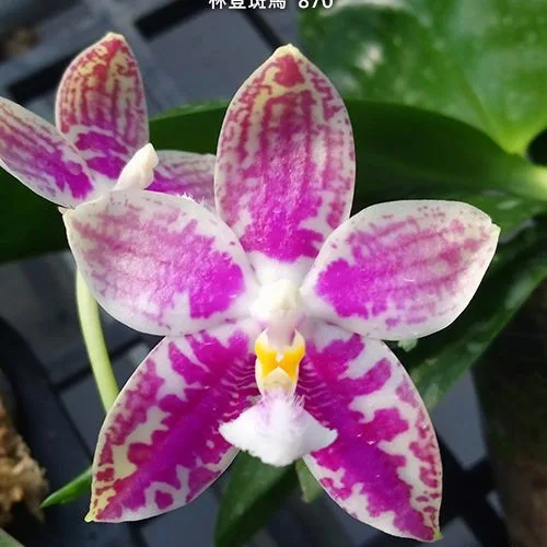 Phal. Lyndon Mix Zebra '870' 2.5" aroma