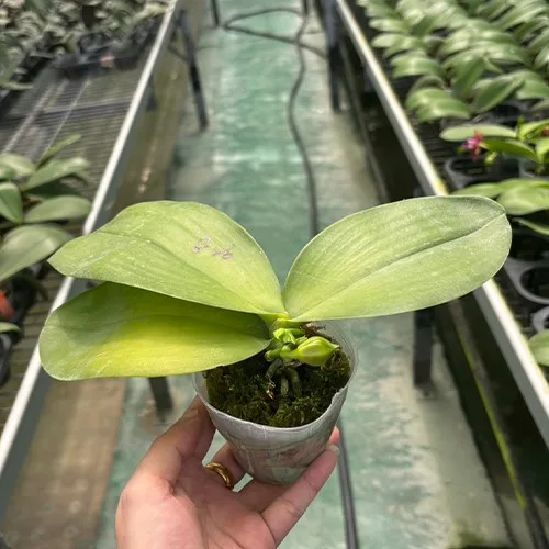 Phal. Mituo Obsidian 'Three Headed Dog' Aroma 2.5" - Слика 3