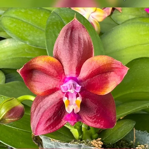 Phal. Mituo Obsidian 'Three Headed Dog' Aroma 2.5"