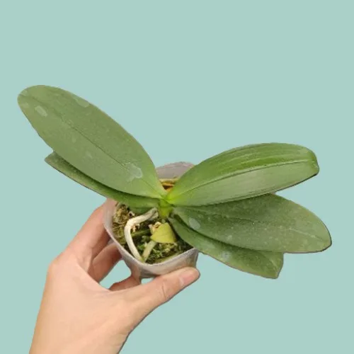 Phal. Nobby's Pumpkin 2.5" aroma - Слика 3