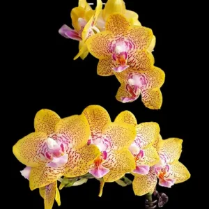 Phal. Nobby's Pumpkin 2.5" aroma