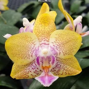 Phal. Nobby's Pumpkin 2.5" aroma