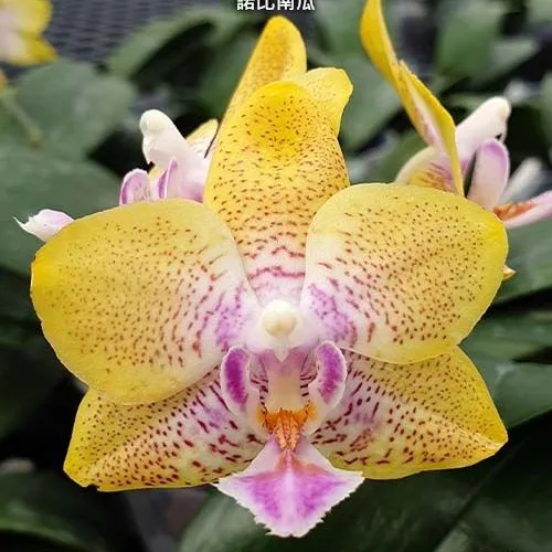 Phal. Nobby's Pumpkin 2.5" aroma