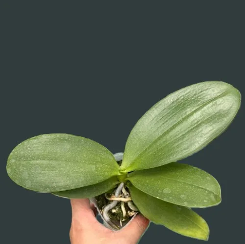 Phal. Sogo Pony <br> 2.5" aroma - Слика 3