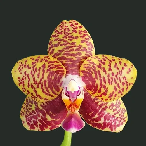 Phal. Sogo Pony <br> 2.5" aroma