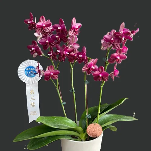 Phal. Sogo Relex '1671' aroma - Слика 3