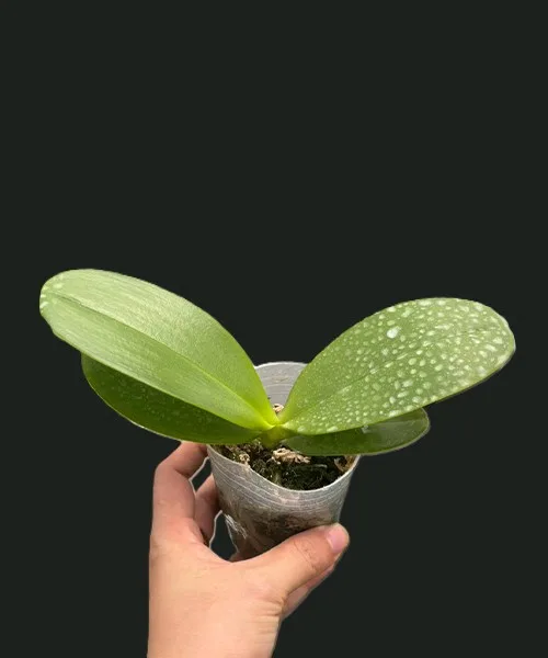 Phal. Sogo Relex '1671' aroma - Слика 4