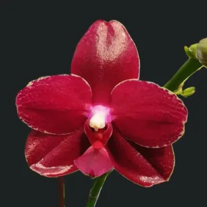 Phal. Sogo Relex '1671' aroma