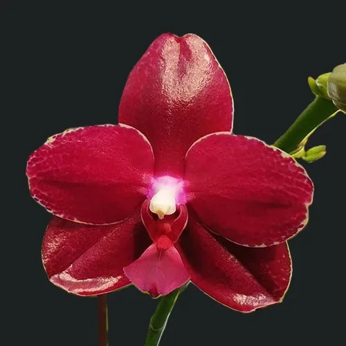 Phal. Sogo Relex '1671' aroma