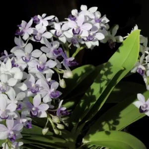 Phal. Tzu Chiang Sapphire <br>2.5"