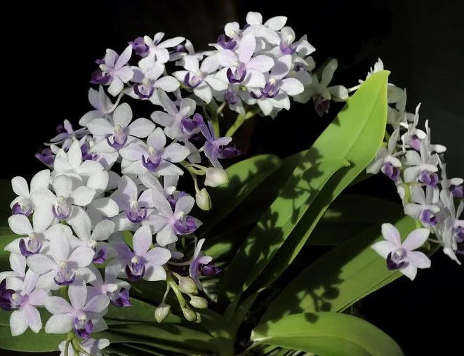 Phal. Tzu Chiang Sapphire <br>2.5"