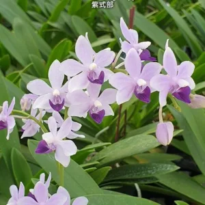 Phal. Tzu Chiang Sapphire <br>2.5"