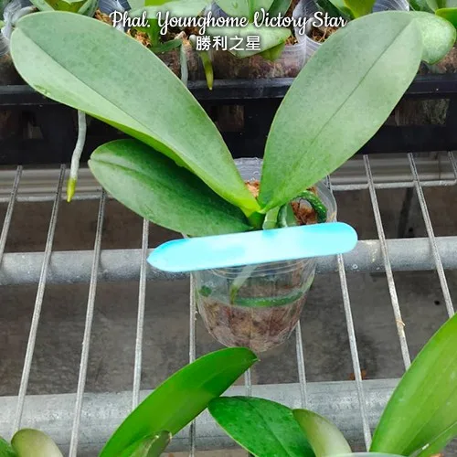 Phal. Younghome Victory Star 2.5" Flower Diameter: 10.3 cm - Слика 3