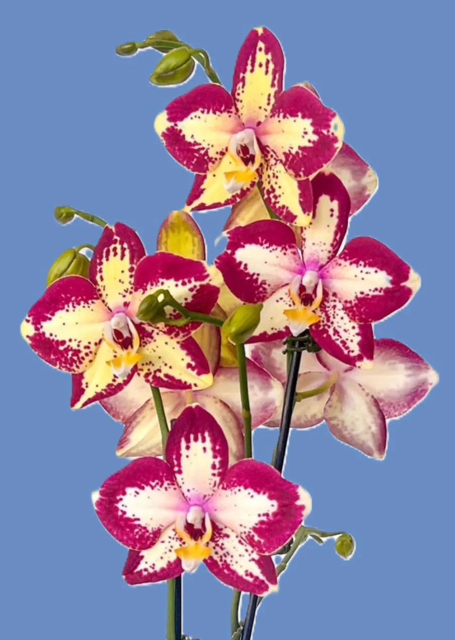 Phal. Younghome Victory Star 2.5" Flower Diameter: 10 cm - Слика 4