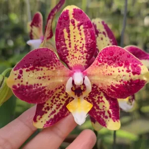 Phal. Younghome Victory Star 2.5" Flower Diameter: 10 cm