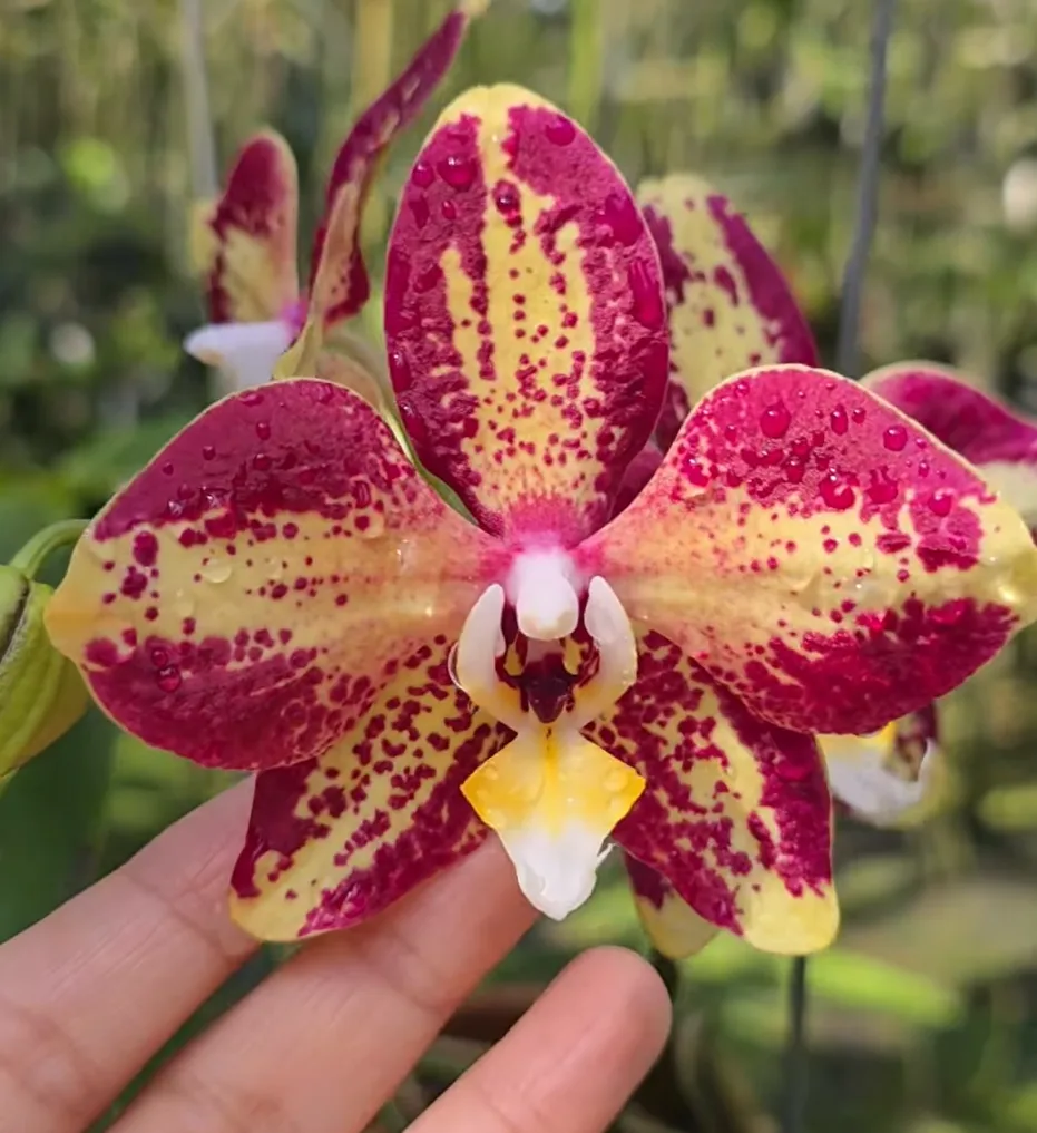 Phal. Younghome Victory Star 2.5" Flower Diameter: 10 cm