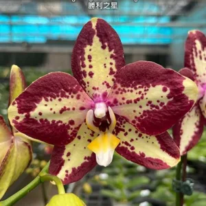 Phal. Younghome Victory Star 2.5" Flower Diameter: 10.3 cm