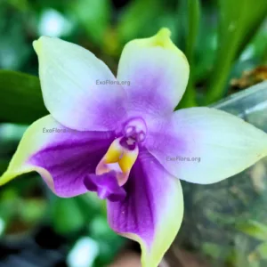 Phal. bellina × sib <br>2.5" aroma