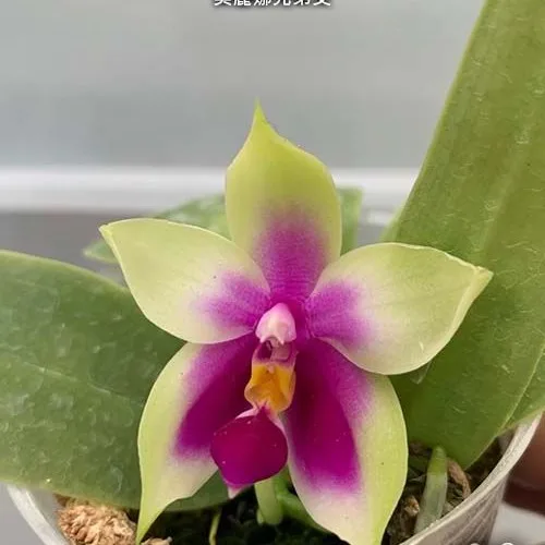 Phal. bellina × sib <br>2.5" aroma - Слика 4