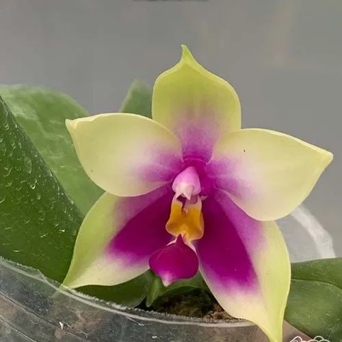 Phal. bellina × sib <br>2.5" aroma - Слика 3