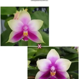 Phal. bellina × sib <br>2.5" aroma