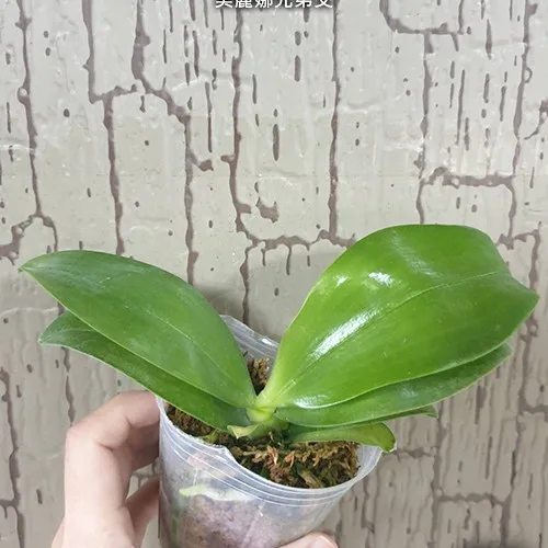 Phal. bellina × sib <br>2.5" aroma - Слика 5