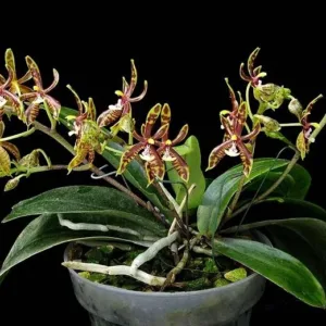 Phal. mannii var. black × sib 2.5"