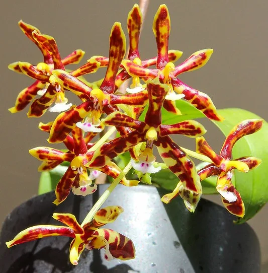 Phal. mannii var. black × sib 2.5" - Слика 3