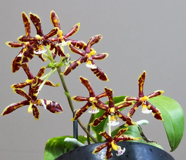 Phal. mannii var. black × sib 2.5" - Слика 5
