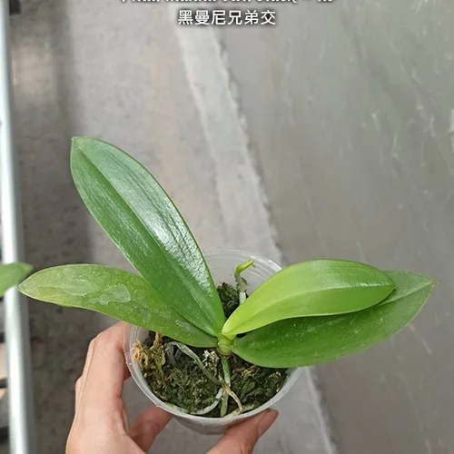 Phal. mannii var. black × sib 2.5" - Слика 3