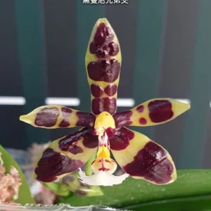 Phal. mannii var. black × sib 2.5"