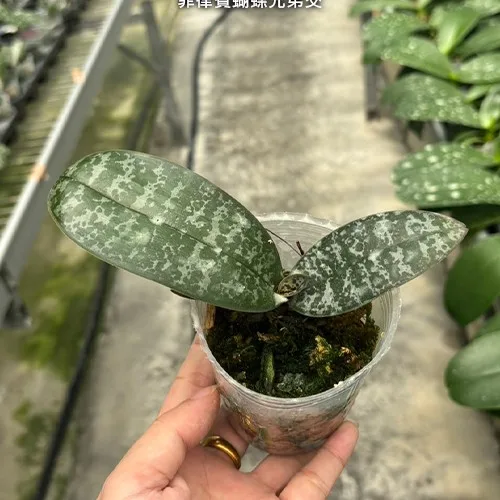 Phal. philippinensis × sib <br>2.5" - Слика 3