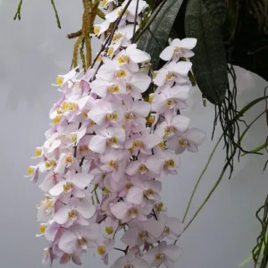 Phal. philippinensis × sib <br>2.5"