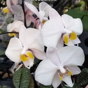 Phal. philippinensis × sib <br>2.5"