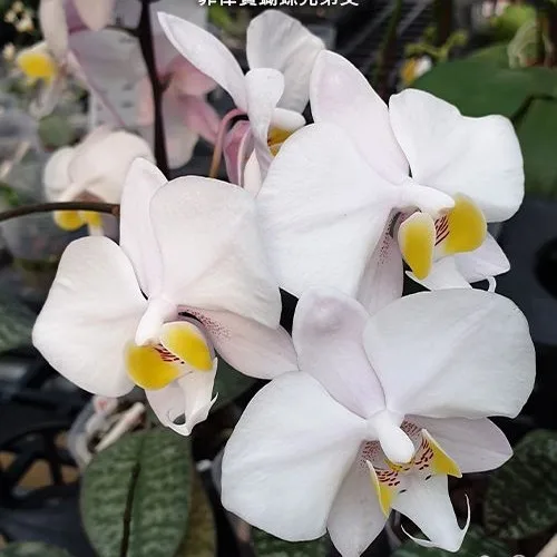 Phal. philippinensis × sib <br>2.5"