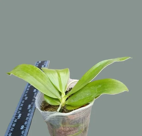 Phal. speciosa 'Mauve' 2.5" - Слика 3