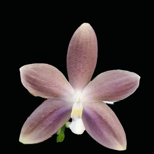 Phal. speciosa 'Mauve' 2.5"