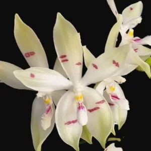 Phal. tetraspis 'Fire' 2.5"