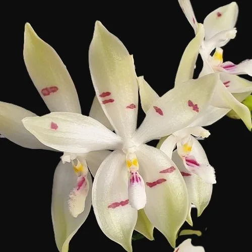 Phal. tetraspis 'Fire' 2.5"