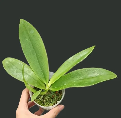 Phal. tetraspis 'Fire' 2.5" - Слика 3