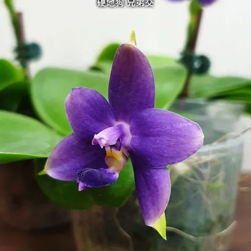 Phal. violacea var. indigo × sib 2.5" - Слика 3