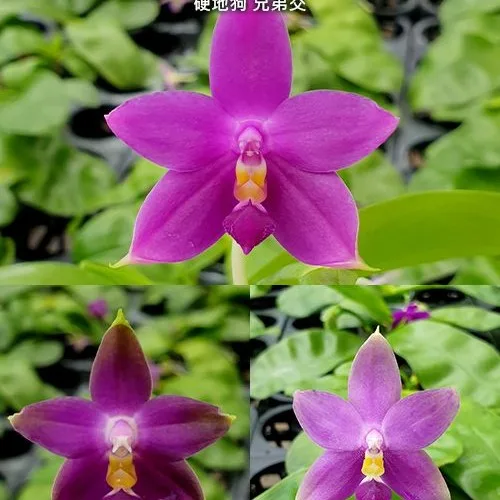 Phal. violacea var. indigo × sib 2.5" - Слика 4