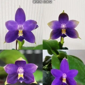 Phal. violacea var. indigo × sib 2.5"